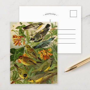 Noord-Amerikaanse vogels   Briefkaart Gustav Mü t