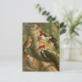 Noord-Amerikaanse vogels | Briefkaart Gustav Mü t (Staand voorkant)