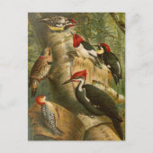 Noord-Amerikaanse vogels | Briefkaart Gustav Mü t (Voorkant)