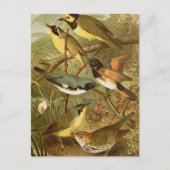 Noord-Amerikaanse vogels | Briefkaart Gustav Mü t (Voorkant)