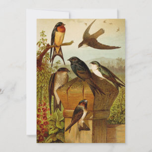 Noord-Amerikaanse vogels   Gustav Mü tzel