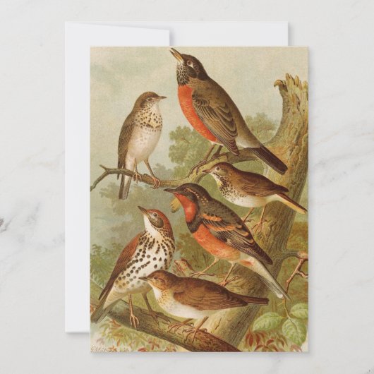 Noord-Amerikaanse vogels | Gustav Mü tzel (Voorkant)