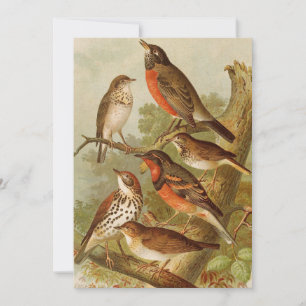 Noord-Amerikaanse vogels   Gustav Mü tzel