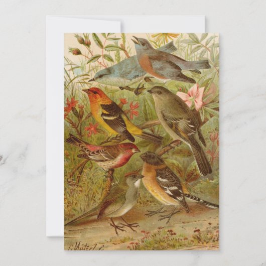 Noord-Amerikaanse vogels | Gustav Mü tzel (Voorkant)