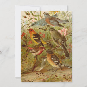 Noord-Amerikaanse vogels   Gustav Mü tzel