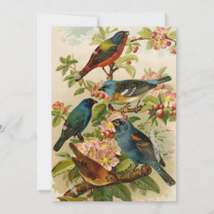 Noord-Amerikaanse vogels   Gustav Mü tzel