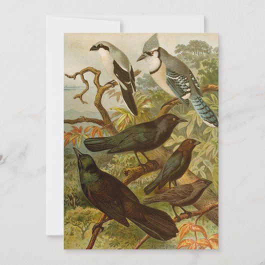 Noord-Amerikaanse vogels | Gustav Mü tzel (Voorkant)