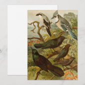 Noord-Amerikaanse vogels | Gustav Mü tzel (Voorkant / Achterkant)