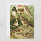 Noord-Amerikaanse vogels | Gustav Mü tzel (Voorkant)