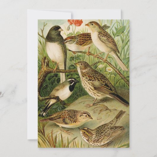 Noord-Amerikaanse vogels | Gustav Mü tzel (Voorkant)