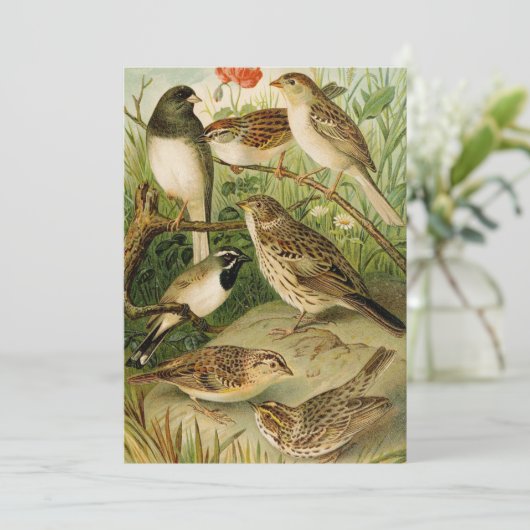 Noord-Amerikaanse vogels | Gustav Mü tzel (Staand voorkant)