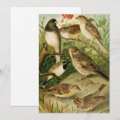 Noord-Amerikaanse vogels | Gustav Mü tzel (Voorkant / Achterkant)