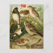 Noord-Amerikaanse vogels | Gustav Mü tzel Briefkaart (Voorkant)