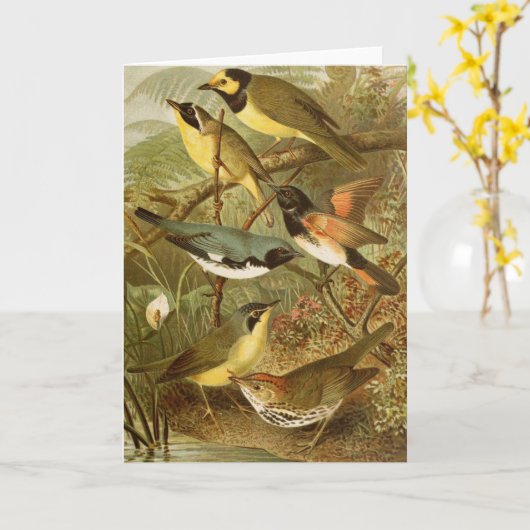 Noord-Amerikaanse vogels | Gustav Mü tzel Kaart (Gele Bloem)