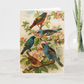 Noord-Amerikaanse vogels | Gustav Mü tzel Kaart (Voorkant)