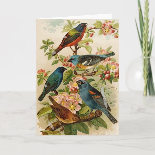 Noord-Amerikaanse vogels | Gustav Mü tzel Kaart (Voorkant)