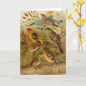 Noord-Amerikaanse vogels | Gustav Mü tzel Kaart (Gele Bloem)