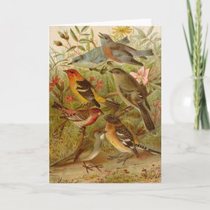 Noord-Amerikaanse vogels   Gustav Mü tzel Kaart