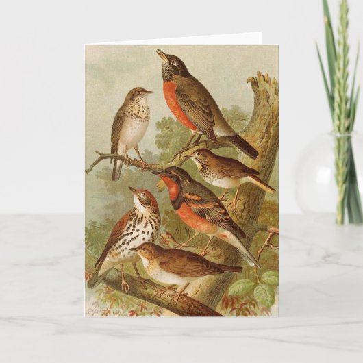 Noord-Amerikaanse vogels | Gustav Mü tzel Kaart (Voorkant)