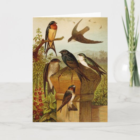 Noord-Amerikaanse vogels | Gustav Mü tzel Kaart (Voorkant)