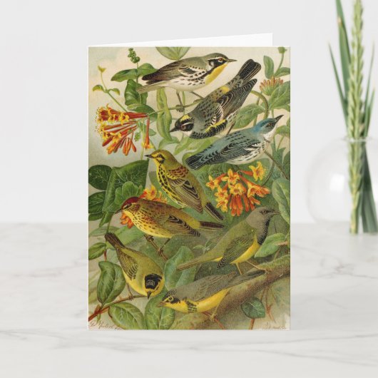 Noord-Amerikaanse vogels | Gustav Mü tzel Kaart (Voorkant)