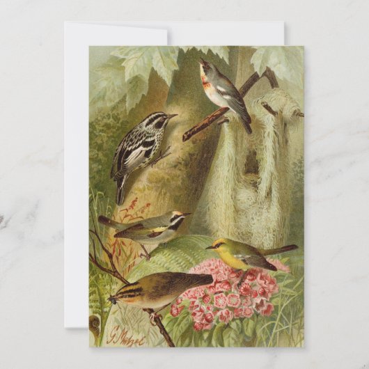 Noord-Amerikaanse vogels | Gustav Mü tzel Kaart (Voorkant)