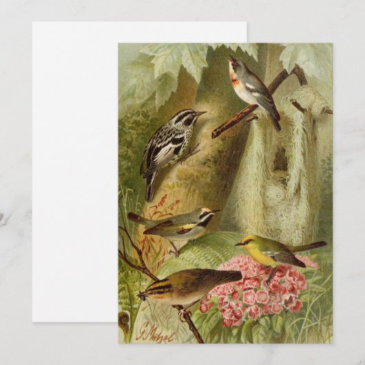 Noord-Amerikaanse vogels | Gustav Mü tzel Kaart (Voorkant / Achterkant)