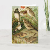 Noord-Amerikaanse vogels | Gustav Mü tzel Kaart (Voorkant)