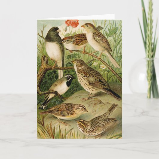 Noord-Amerikaanse vogels | Gustav Mü tzel Kaart (Voorkant)