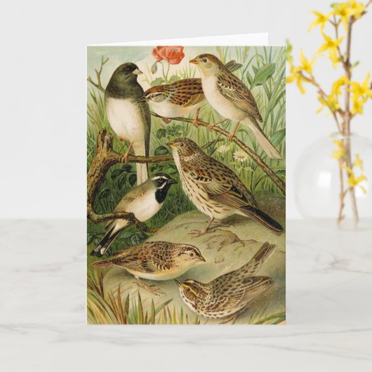 Noord-Amerikaanse vogels | Gustav Mü tzel Kaart (Gele Bloem)