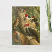 Noord-Amerikaanse vogels | Gustav Mü tzel Kaart (Voorkant)