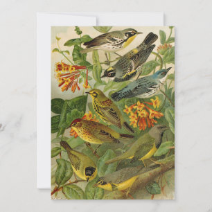 Noord-Amerikaanse vogels   Gustav Mü tzel Kaart