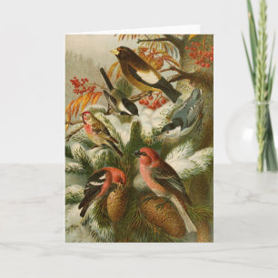 Noord-Amerikaanse vogels   Gustav Mü tzel Kaart