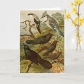 Noord-Amerikaanse vogels | Gustav Mü tzel Kaart (Gele Bloem)