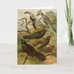 Noord-Amerikaanse vogels   Gustav Mü tzel Kaart