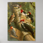 Noord-Amerikaanse vogels | Gustav Mü tzel Poster (Voorkant)