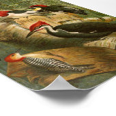 Noord-Amerikaanse vogels | Gustav Mü tzel Poster (Hoek)