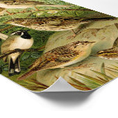 Noord-Amerikaanse vogels | Gustav Mü tzel Poster (Hoek)