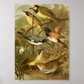 Noord-Amerikaanse vogels | Gustav Mü tzel Poster (Voorkant)