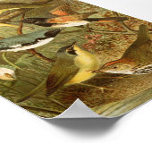 Noord-Amerikaanse vogels | Gustav Mü tzel Poster (Hoek)