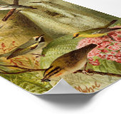 Noord-Amerikaanse vogels | Gustav Mü tzel Poster (Hoek)