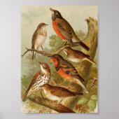 Noord-Amerikaanse vogels | Gustav Mü tzel Poster (Voorkant)