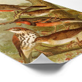 Noord-Amerikaanse vogels | Gustav Mü tzel Poster (Hoek)