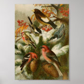 Noord-Amerikaanse vogels | Gustav Mü tzel Poster (Voorkant)