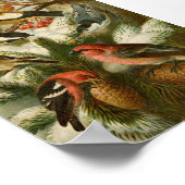 Noord-Amerikaanse vogels | Gustav Mü tzel Poster (Hoek)