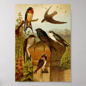 Noord-Amerikaanse vogels | Gustav Mü tzel Poster (Voorkant)