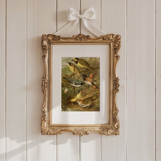 Noord-Amerikaanse vogels | Gustav Mü tzel Poster