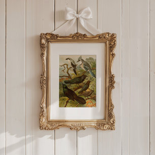 Noord-Amerikaanse vogels   Gustav Mü tzel Poster