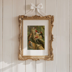 Noord-Amerikaanse vogels   Gustav Mü tzel Poster