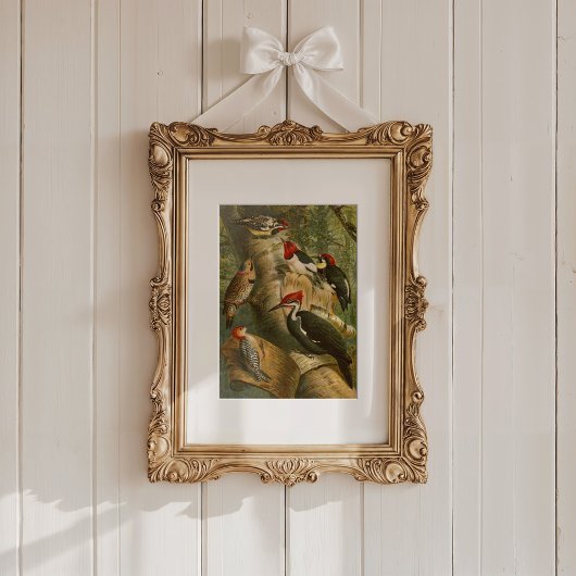 Noord-Amerikaanse vogels | Gustav Mü tzel Poster